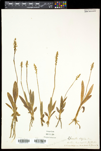 Spiranthes lucida image