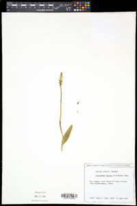 Spiranthes lucida image