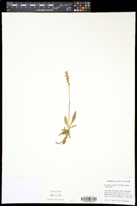 Spiranthes lucida image