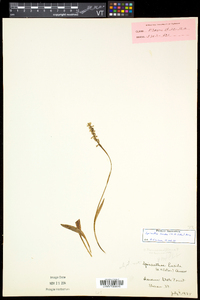 Spiranthes lucida image