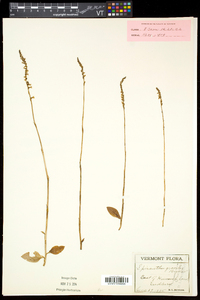 Spiranthes lacera var. gracilis image