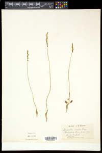 Spiranthes lacera image