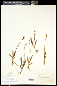 Spiranthes lucida image