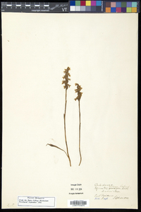 Spiranthes cernua image