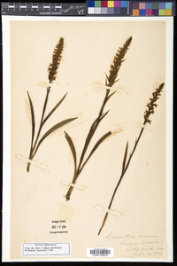 Spiranthes cernua image