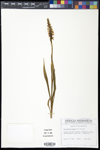 Spiranthes cernua image