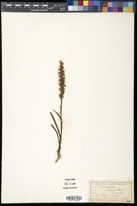 Spiranthes cernua image