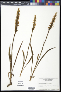 Spiranthes cernua image