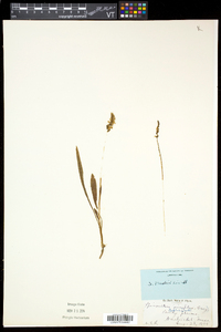 Spiranthes lacera var. gracilis image