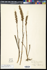 Spiranthes cernua image