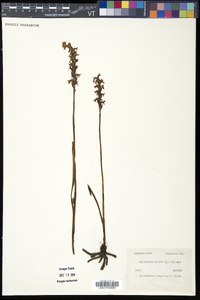 Spiranthes cernua image