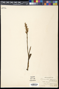 Spiranthes cernua image