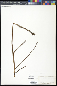 Spiranthes cernua image