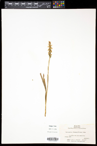 Spiranthes romanzoffiana image