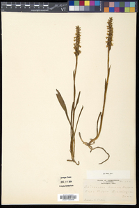 Spiranthes cernua image