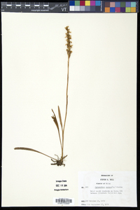 Spiranthes cernua image