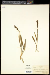 Spiranthes romanzoffiana image