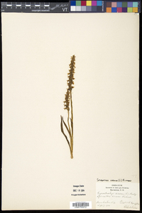 Spiranthes cernua image