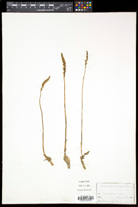 Spiranthes tuberosa image