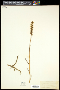 Spiranthes vernalis image