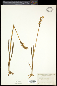 Spiranthes romanzoffiana image