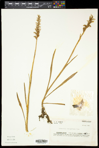 Spiranthes romanzoffiana image