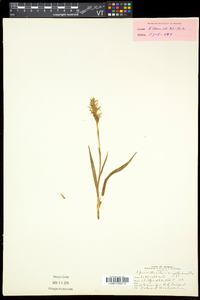 Spiranthes romanzoffiana image