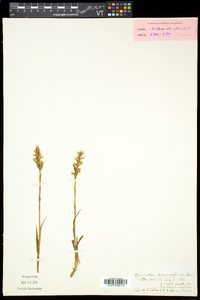 Spiranthes romanzoffiana image