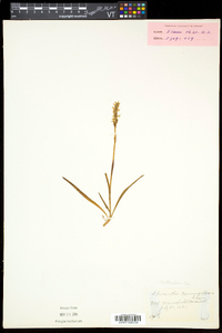 Spiranthes romanzoffiana image