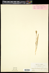 Spiranthes romanzoffiana image