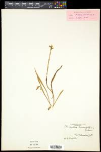 Spiranthes romanzoffiana image