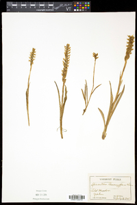 Spiranthes romanzoffiana image