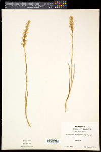 Spiranthes romanzoffiana image