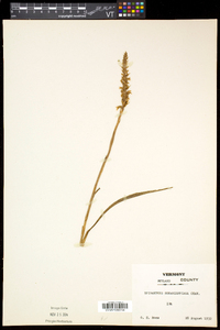 Spiranthes romanzoffiana image