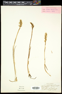 Spiranthes romanzoffiana image