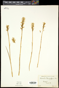 Spiranthes romanzoffiana image