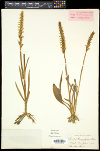 Spiranthes romanzoffiana image