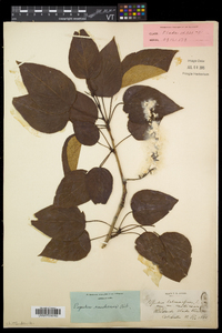 Populus balsamifera subsp. balsamifera image