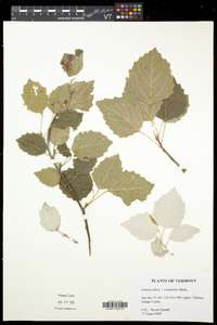 Image of Populus heimburgeri