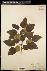 Populus balsamifera image