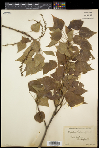 Populus balsamifera subsp. balsamifera image