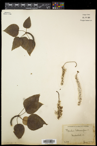 Populus balsamifera image