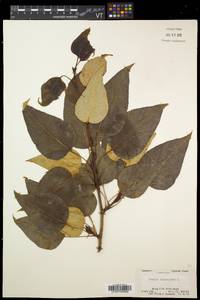 Populus balsamifera image