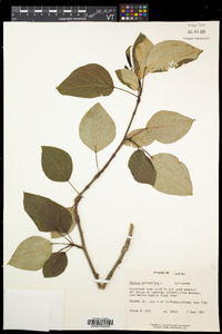 Populus balsamifera image