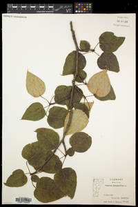 Populus balsamifera image