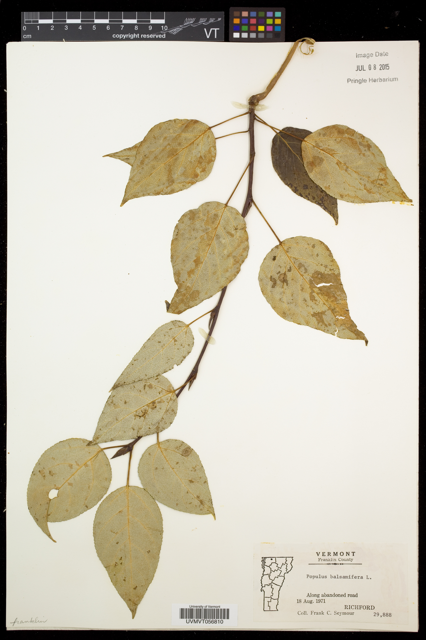 Populus balsamifera subsp. balsamifera image