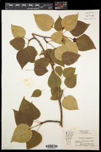 Populus balsamifera image