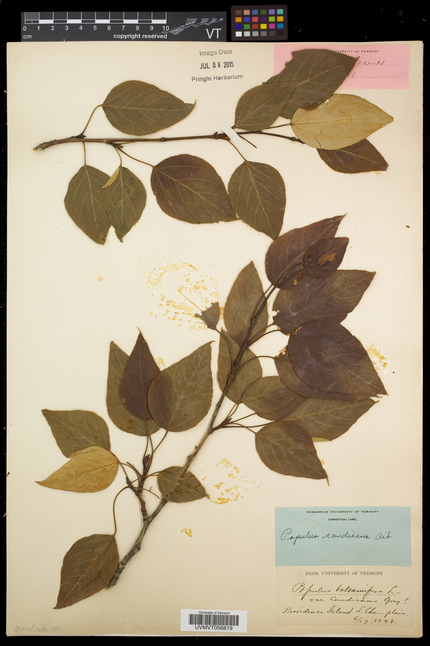 Populus balsamifera subsp. balsamifera image