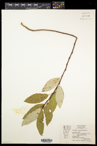 Populus balsamifera subsp. balsamifera image