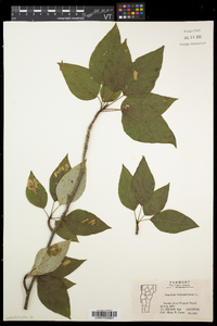 Populus balsamifera image